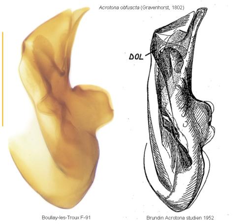 Réf. 352 339 : Acrotona obfuscata